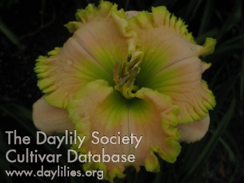 Daylily The Glory Within